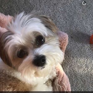 Meet your Posher, Sidney